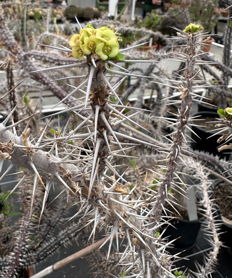 Euphorbia itampolensis