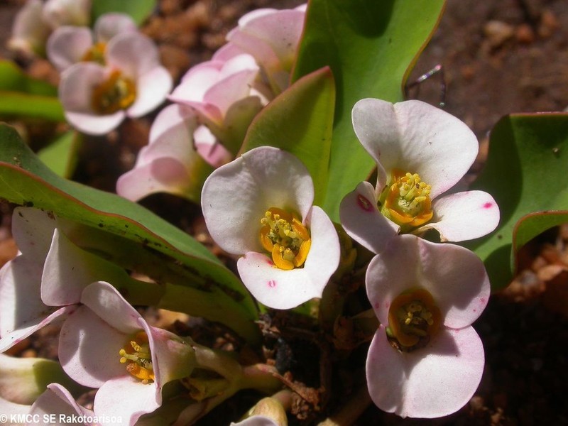 Euphorbia itremensis photo 2