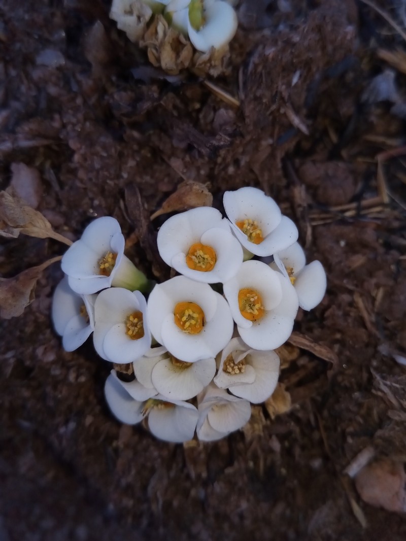 Euphorbia itremensis photo 3