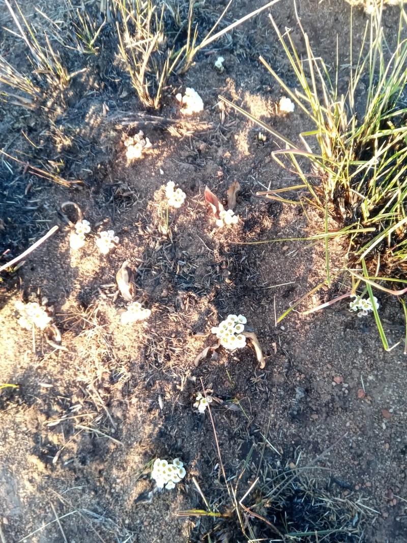 Euphorbia itremensis photo 4