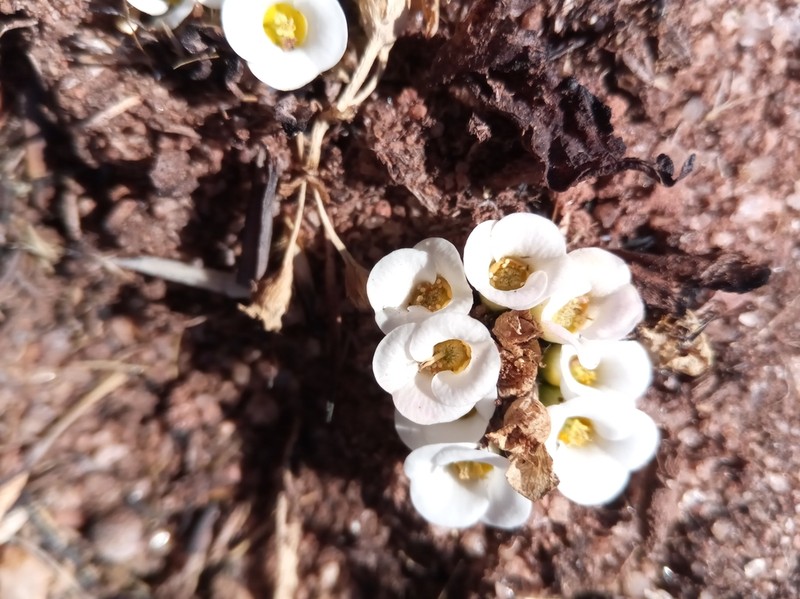 Euphorbia itremensis photo 5