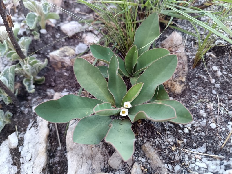 Euphorbia itremensis photo 6