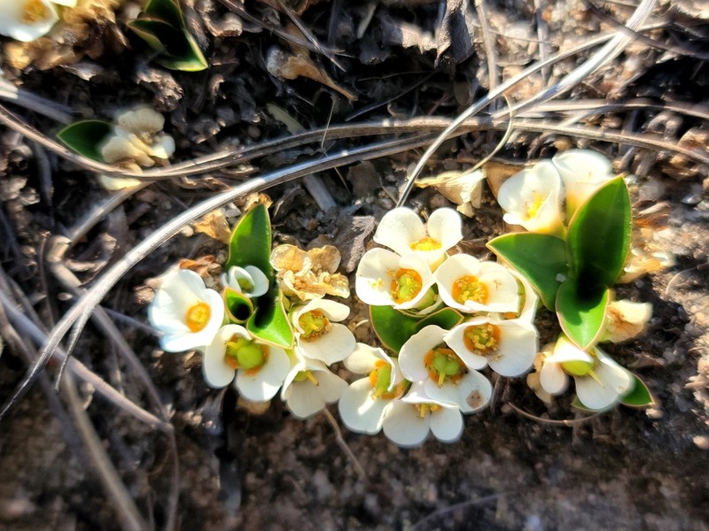 Euphorbia itremensis photo 8