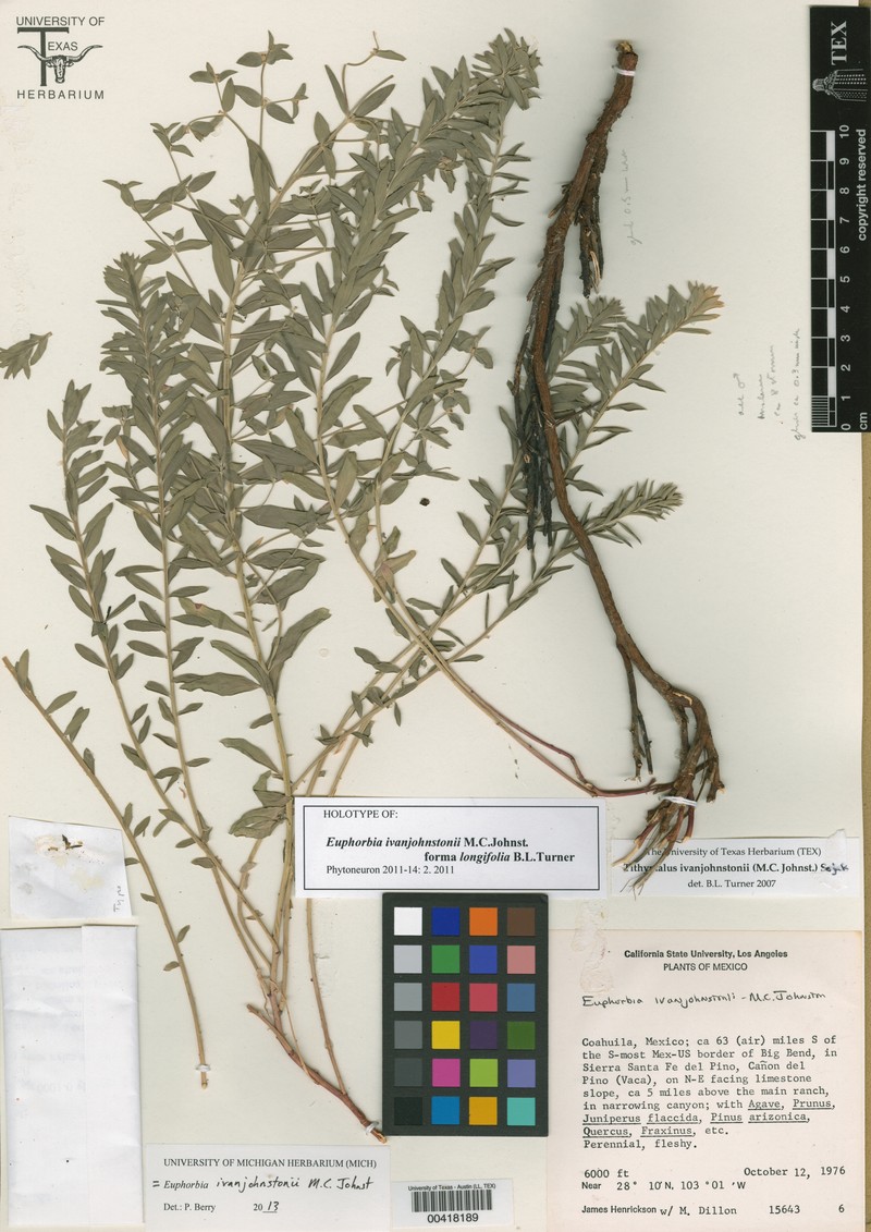 Euphorbia ivanjohnstonii