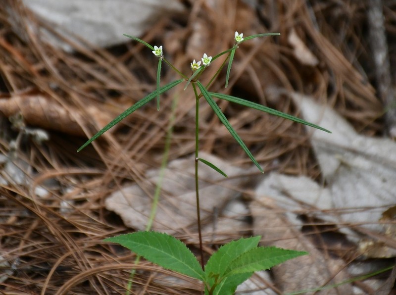 Euphorbia ixtlana