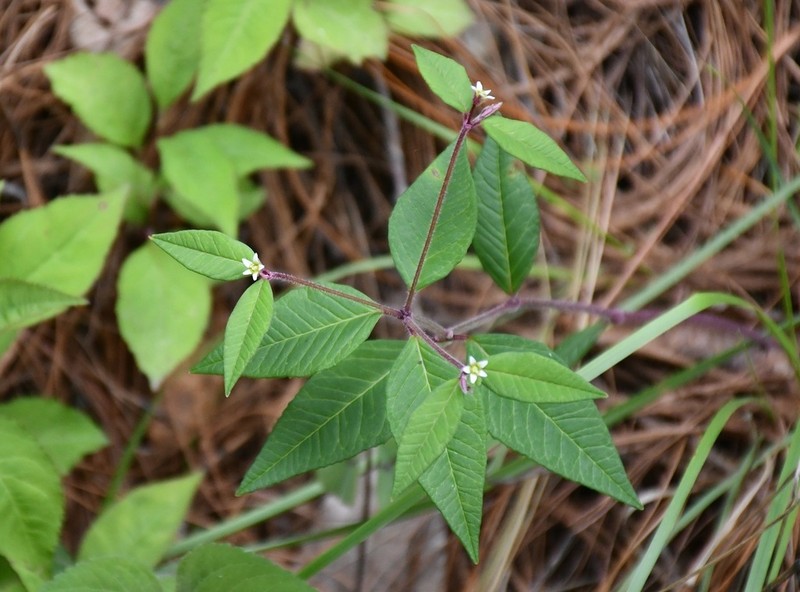Euphorbia ixtlana photo 2