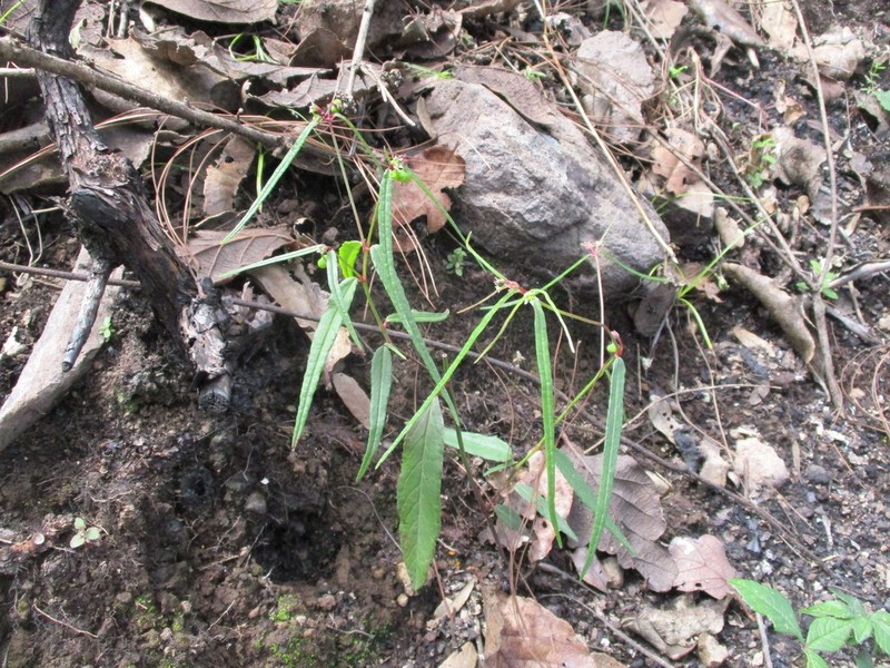 Euphorbia ixtlana photo 3
