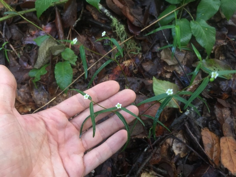 Euphorbia ixtlana photo 8