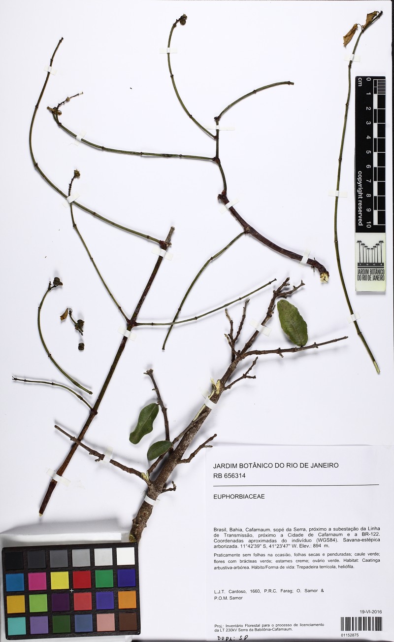 Euphorbia jablonskii