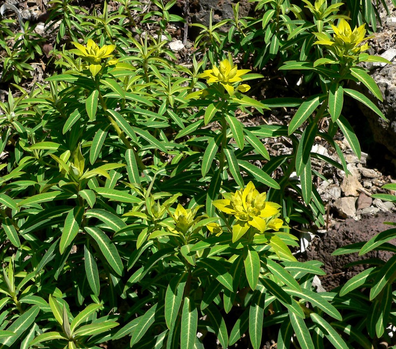 Euphorbia jacquemontii