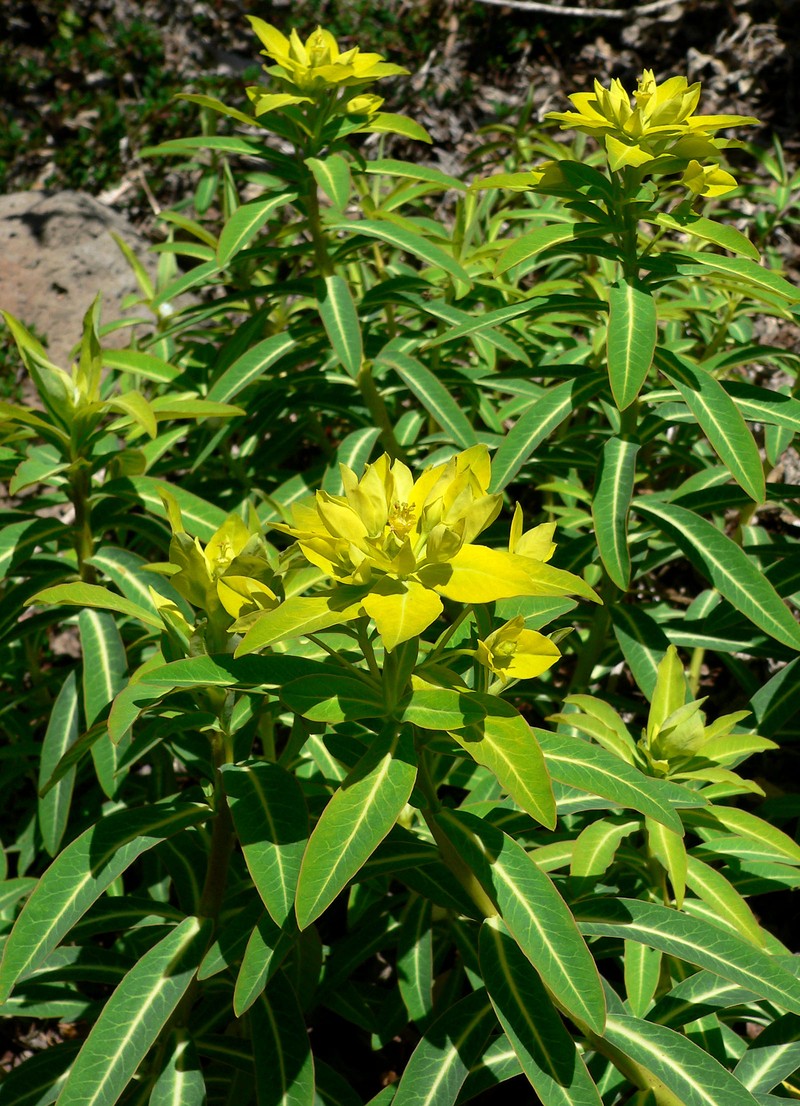 Euphorbia jacquemontii photo 2
