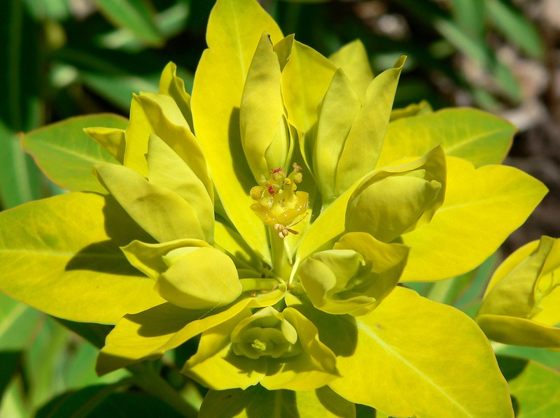 Euphorbia jacquemontii photo 3