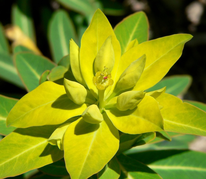 Euphorbia jacquemontii photo 4