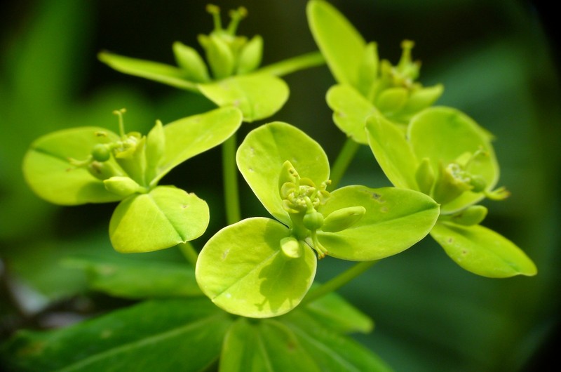 Euphorbia jacquemontii photo 5