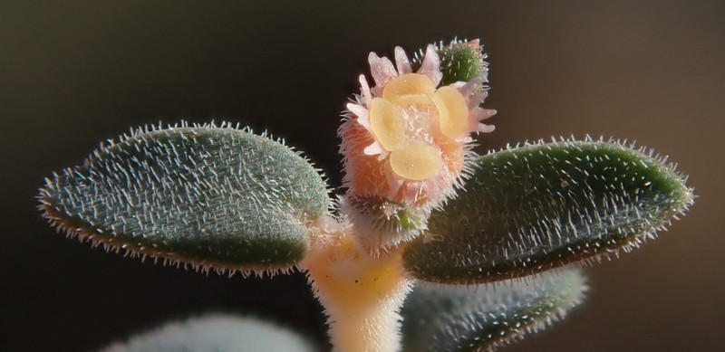 Euphorbia jaegeri
