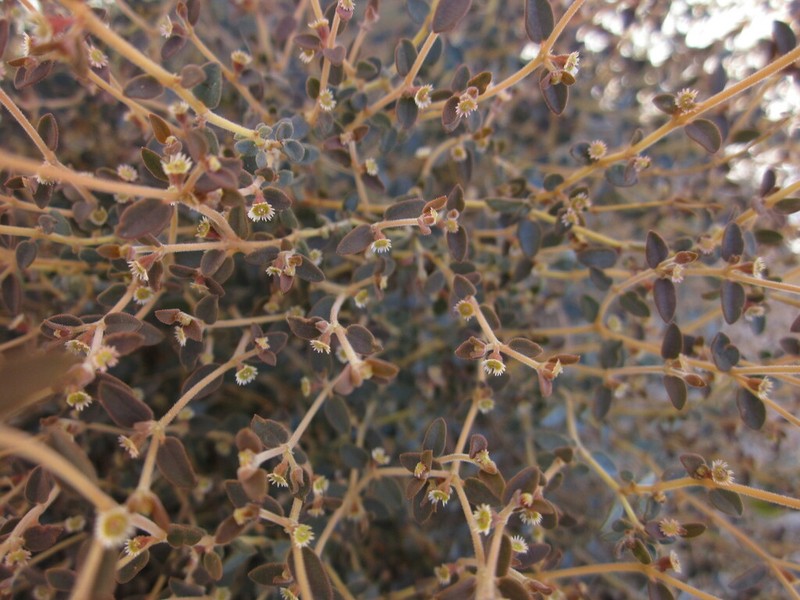 Euphorbia jaegeri photo 3