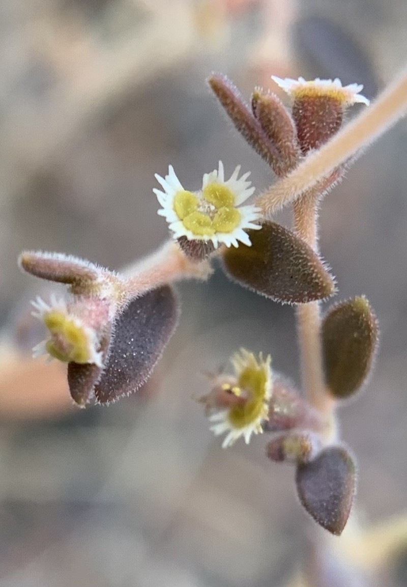 Euphorbia jaegeri photo 6