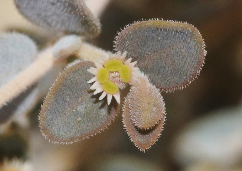 Euphorbia jaegeri photo 7