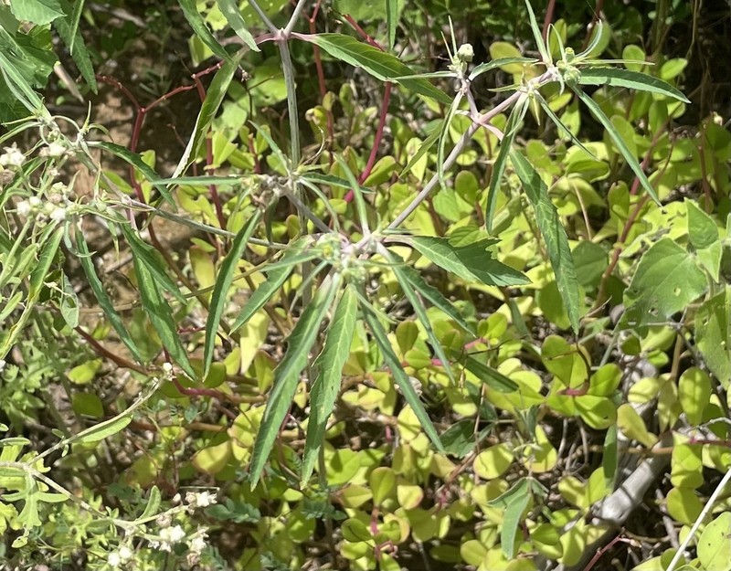 Euphorbia jaliscensis