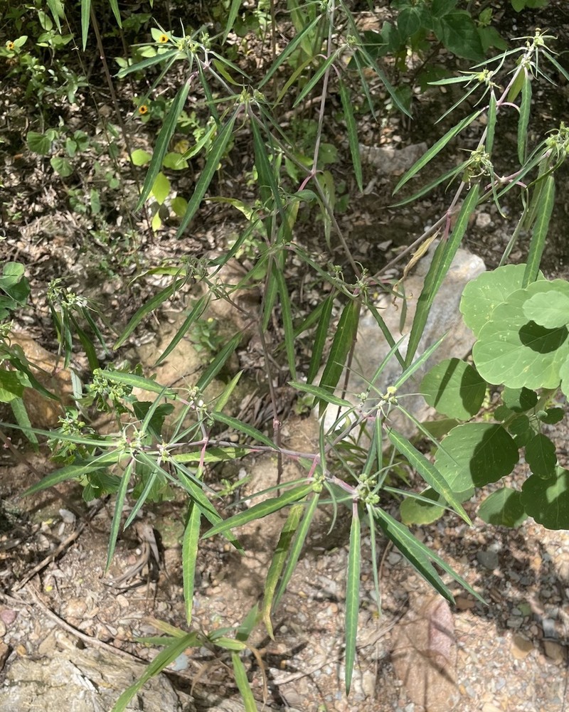 Euphorbia jaliscensis photo 2