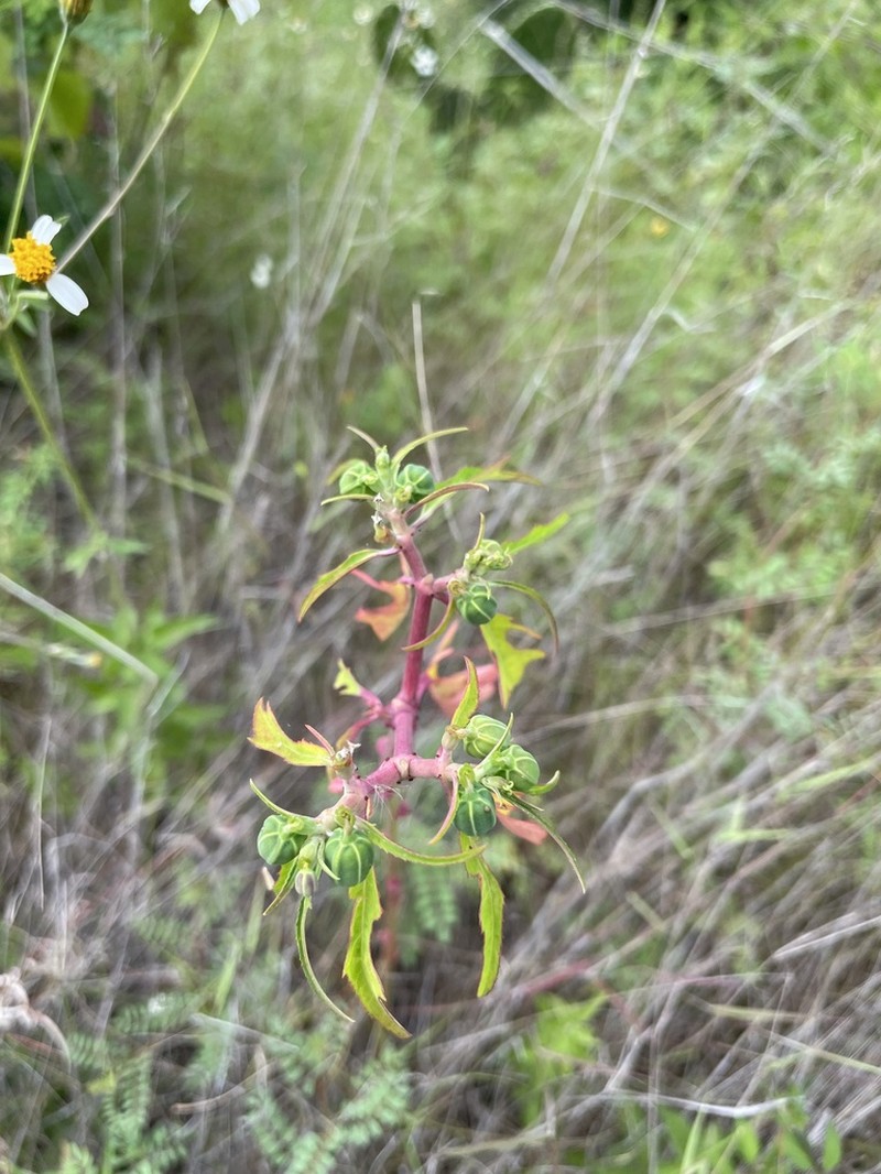 Euphorbia jaliscensis photo 3