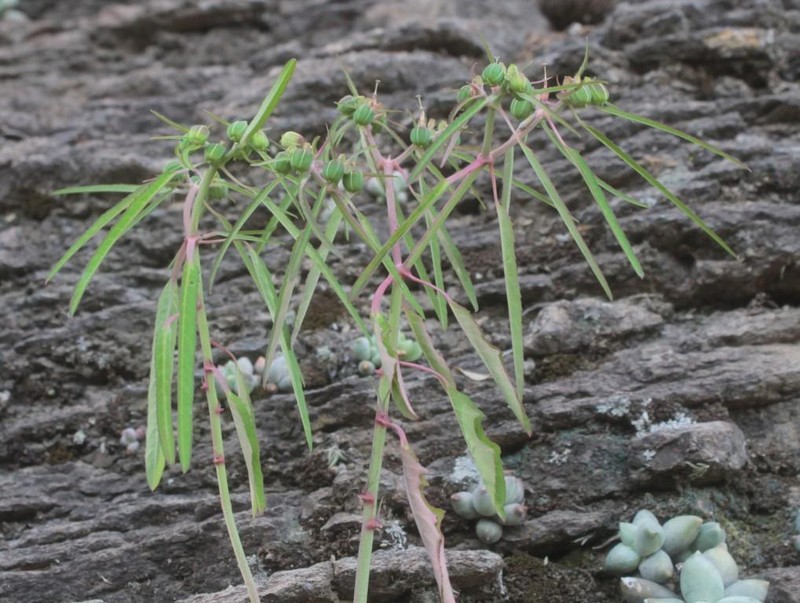 Euphorbia jaliscensis photo 4