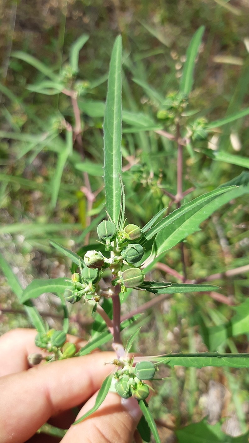 Euphorbia jaliscensis photo 5