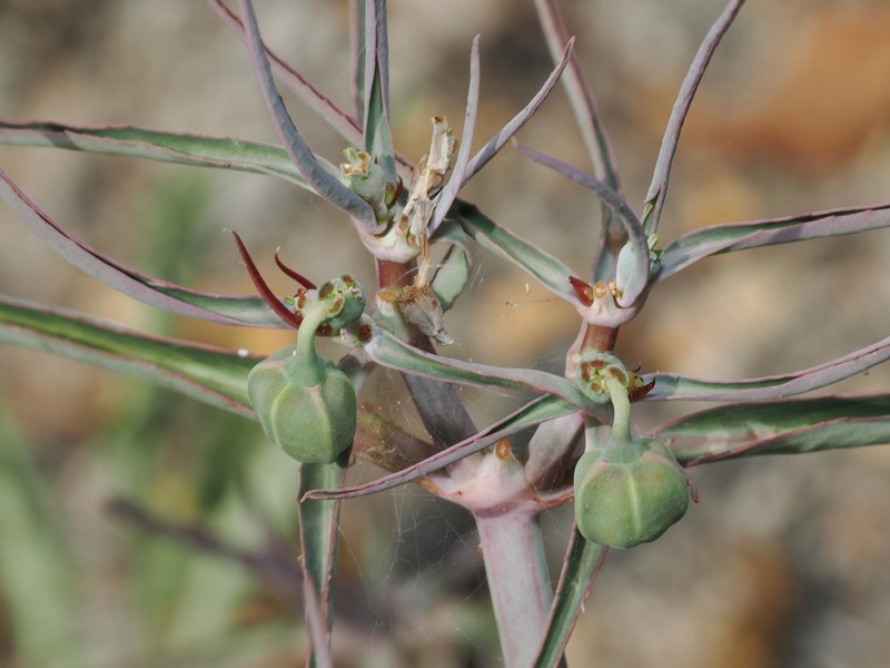 Euphorbia jaliscensis photo 7