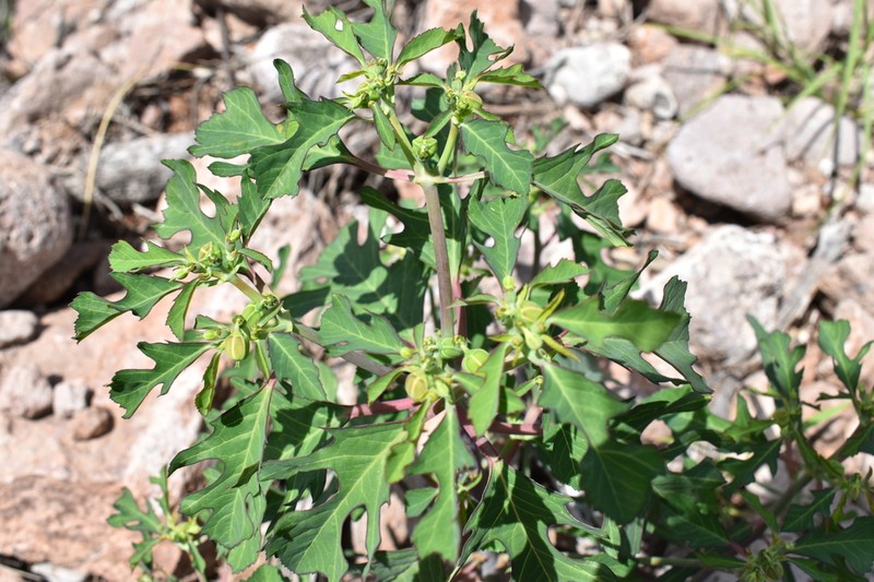 Euphorbia jaliscensis photo 8