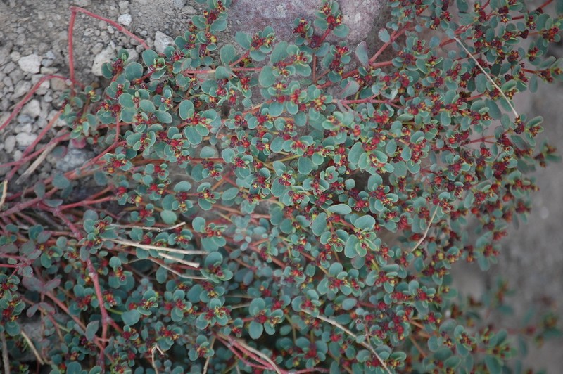 Euphorbia jamesonii