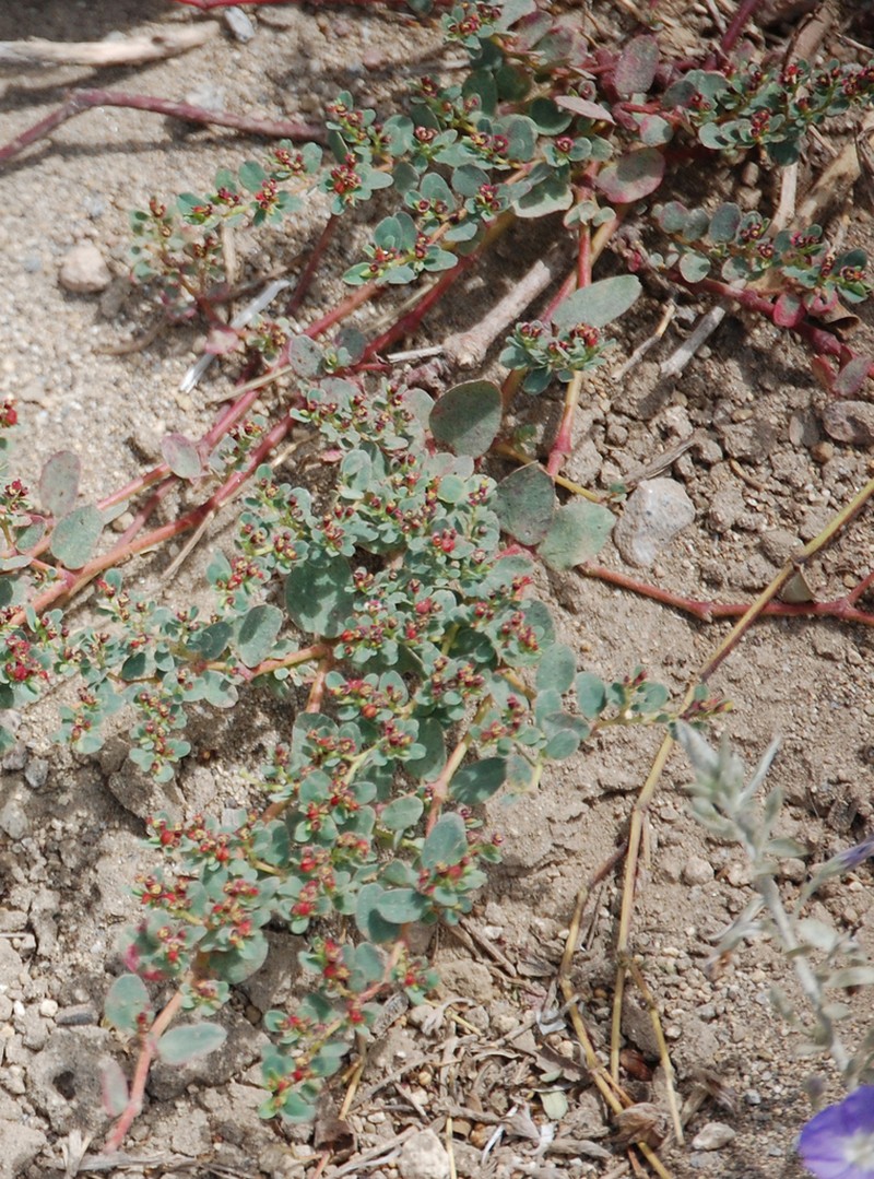 Euphorbia jamesonii photo 2