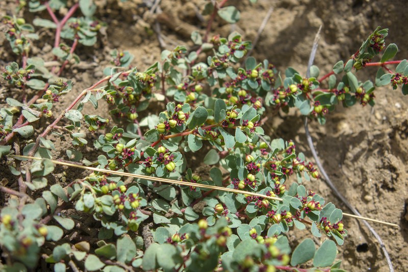 Euphorbia jamesonii photo 3
