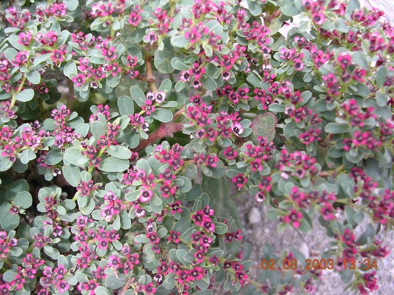 Euphorbia jamesonii photo 4
