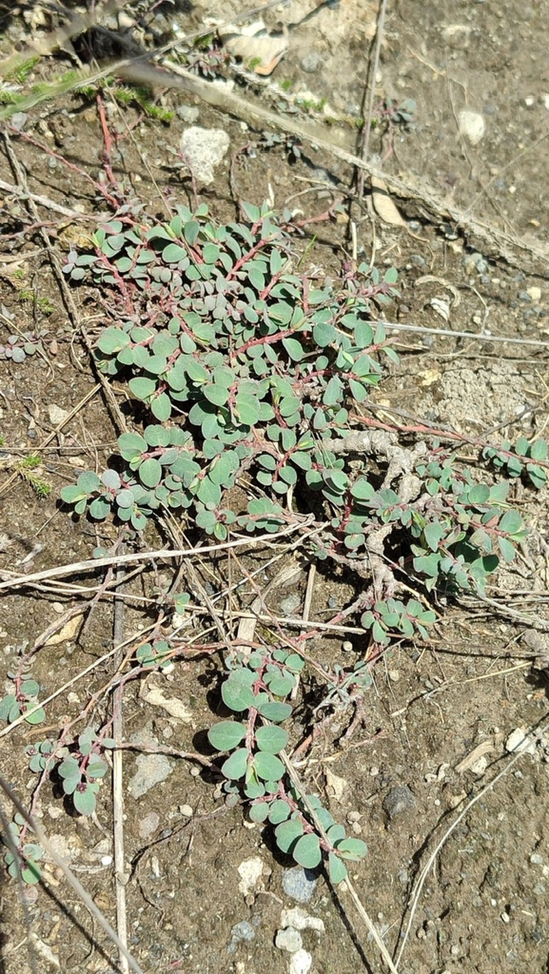 Euphorbia jamesonii photo 5