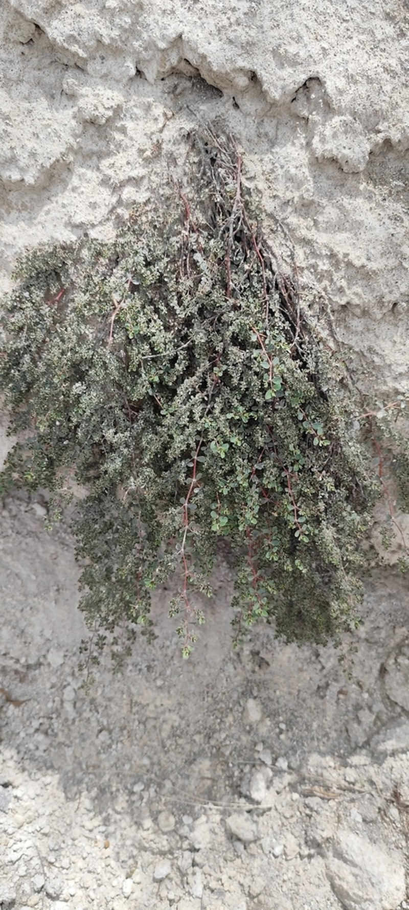 Euphorbia jamesonii photo 6