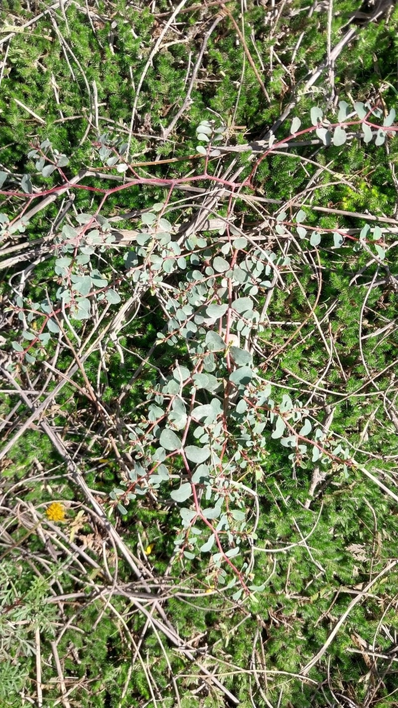 Euphorbia jamesonii photo 7