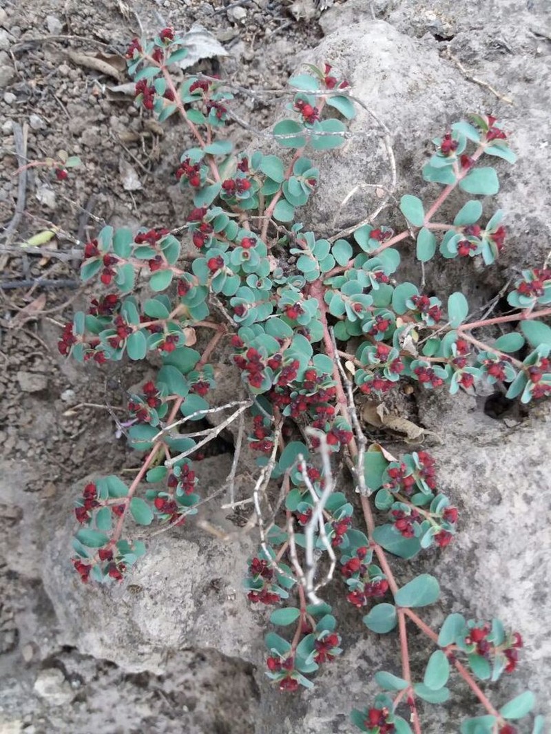 Euphorbia jamesonii photo 8