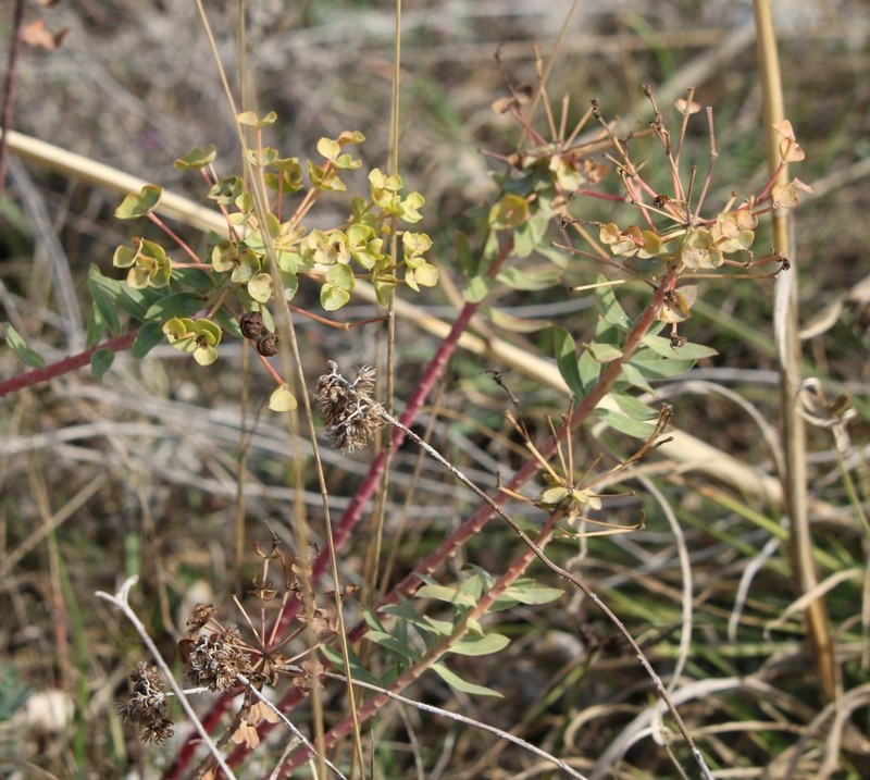 Euphorbia japygica
