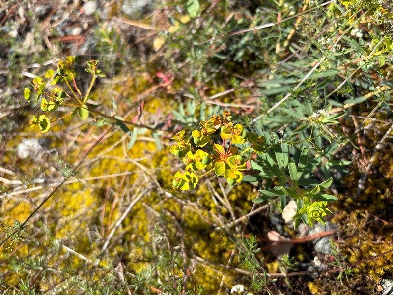 Euphorbia japygica photo 2