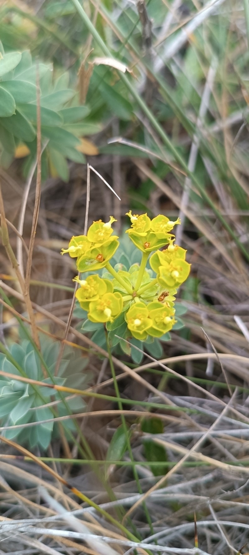 Euphorbia japygica photo 4