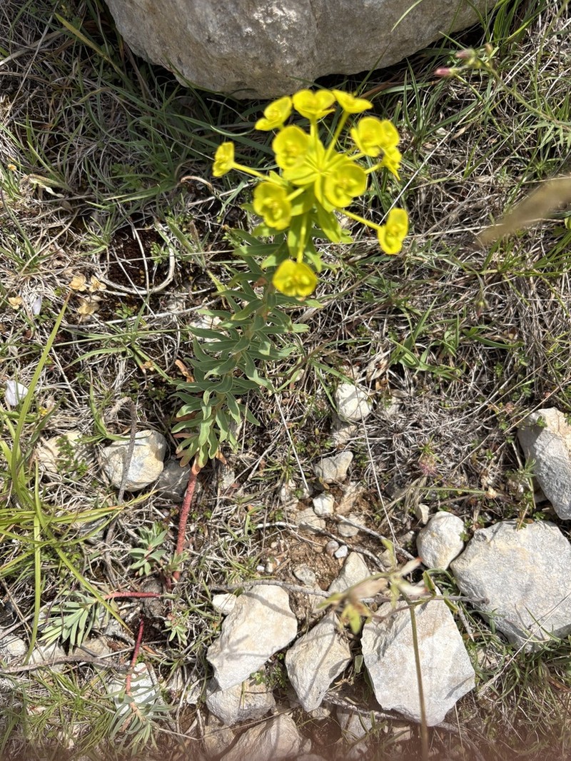 Euphorbia japygica photo 5
