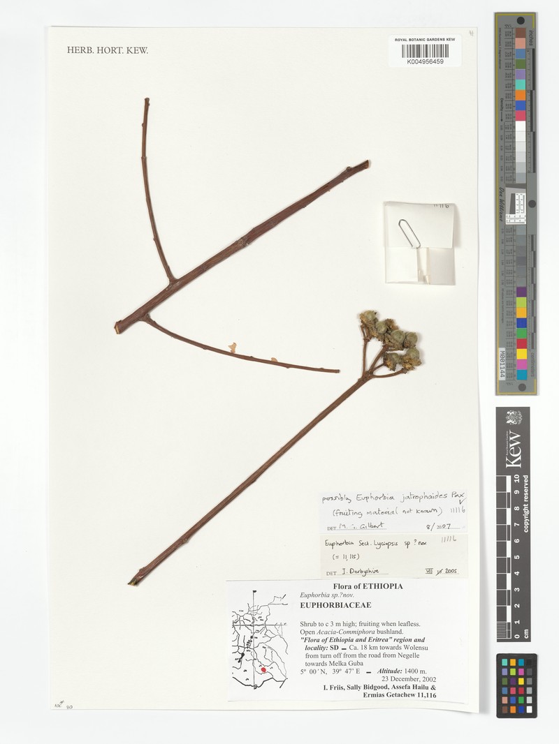 Euphorbia jatrophoides