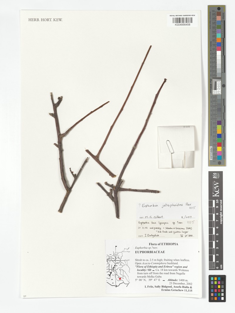 Euphorbia jatrophoides photo 2