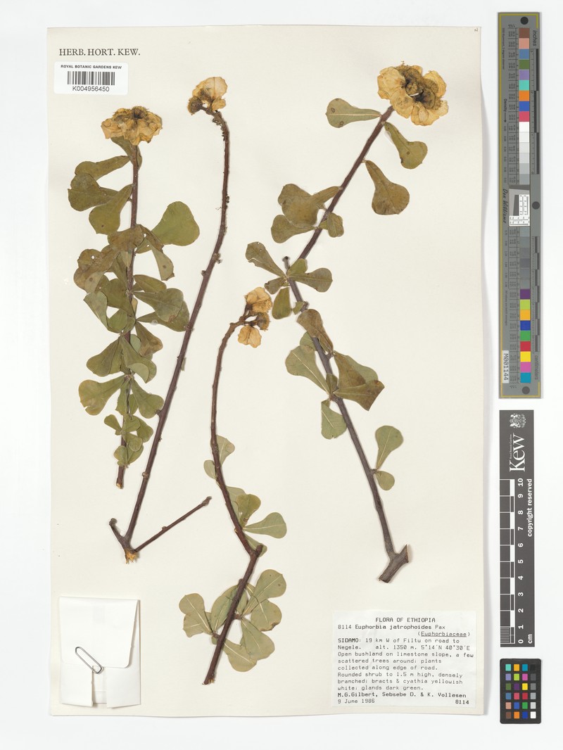 Euphorbia jatrophoides photo 3