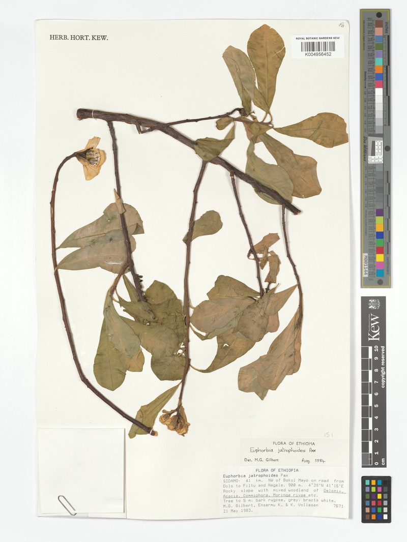 Euphorbia jatrophoides photo 5