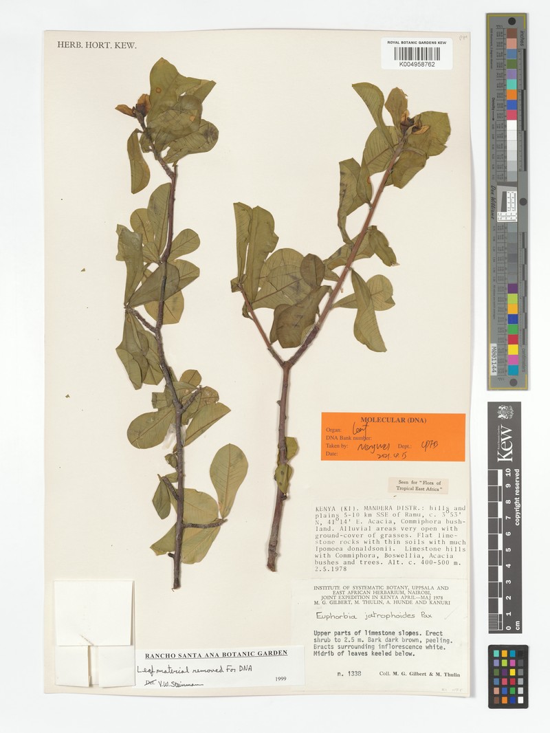Euphorbia jatrophoides photo 6