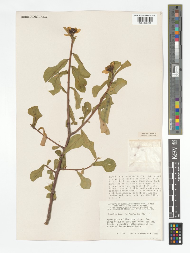 Euphorbia jatrophoides photo 7