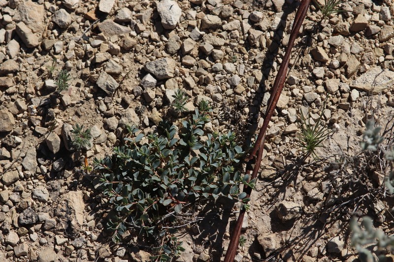 Dwarf Sandmat photo 3