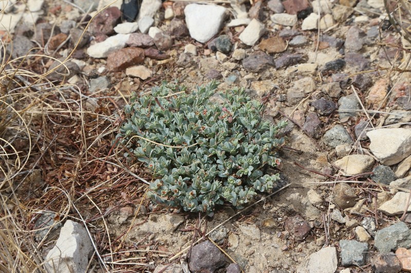 Dwarf Sandmat photo 4