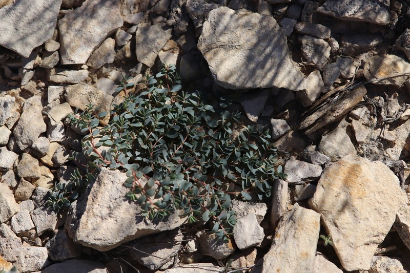 Dwarf Sandmat photo 5